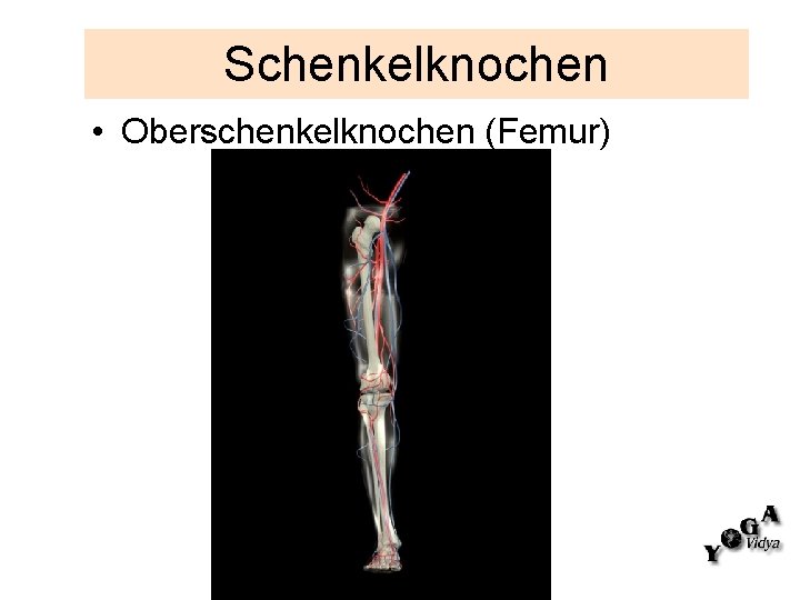 Schenkelknochen • Oberschenkelknochen (Femur) Kalima Birgit Frank 