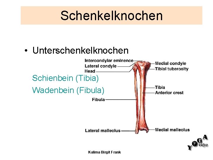 Schenkelknochen • Unterschenkelknochen Schienbein (Tibia) Wadenbein (Fibula) Kalima Birgit Frank 