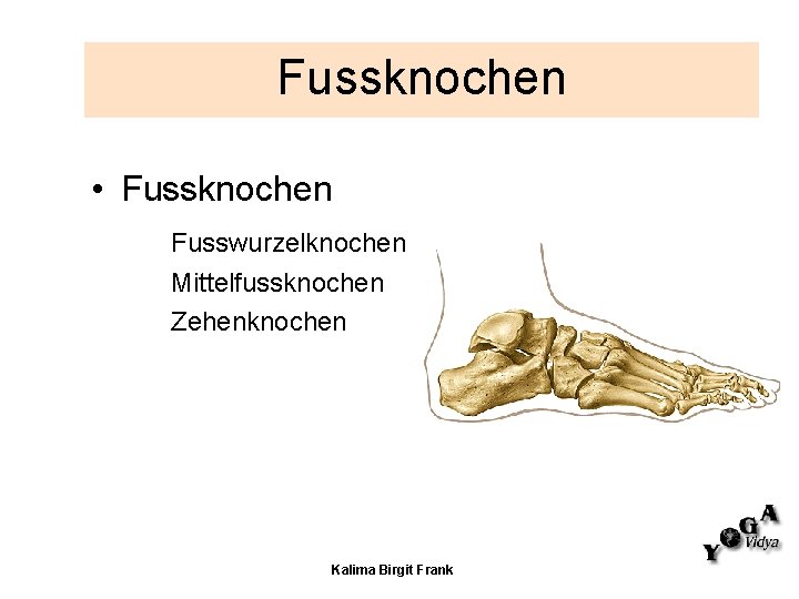 Fussknochen • Fussknochen Fusswurzelknochen Mittelfussknochen Zehenknochen Kalima Birgit Frank 