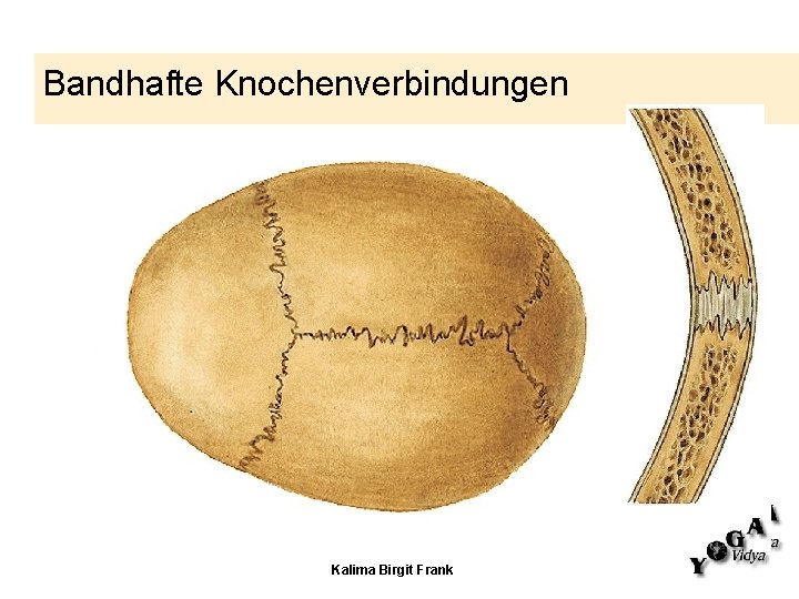 Bandhafte Knochenverbindungen Kalima Birgit Frank 