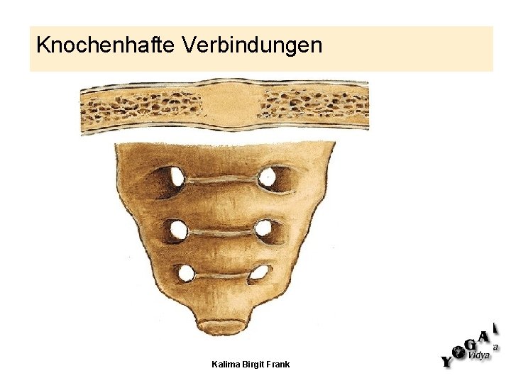 Knochenhafte Verbindungen Kalima Birgit Frank 