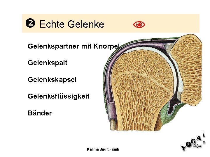  Echte Gelenkspartner mit Knorpel Gelenkspalt Gelenkskapsel Gelenksflüssigkeit Bänder Kalima Birgit Frank 