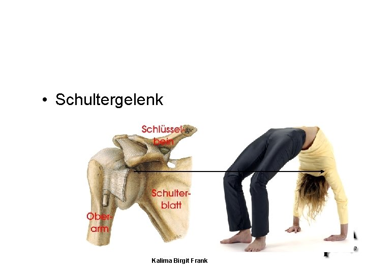 • Schultergelenk Kalima Birgit Frank • Schultergelenk Kalima Birgit Frank