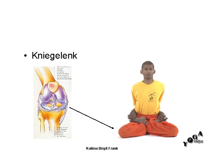 • Kniegelenk Kalima Birgit Frank • Kniegelenk Kalima Birgit Frank