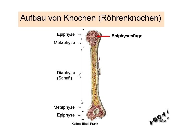 Aufbau von Knochen (Röhrenknochen) Epiphyse Metaphyse Diaphyse (Schaft) Metaphyse Epiphyse Kalima Birgit Frank Epiphysenfuge