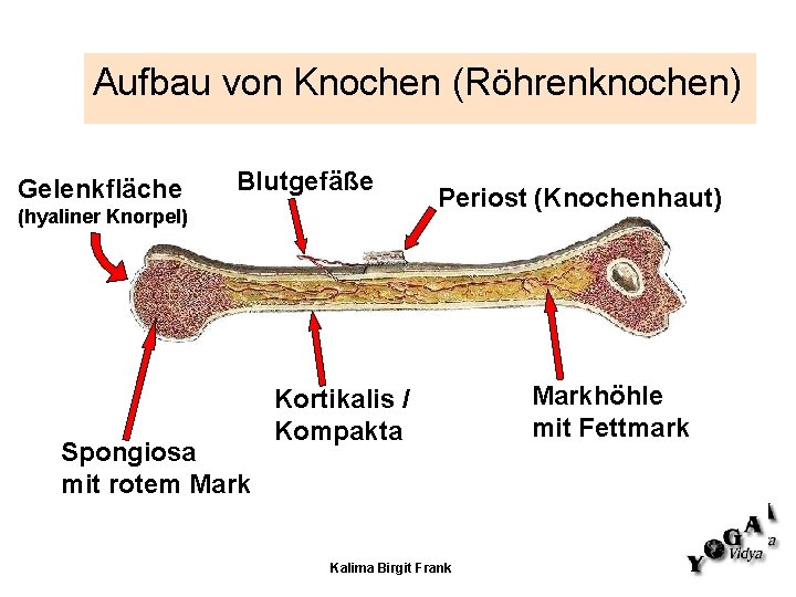 Aufbau von Knochen (Röhrenknochen) Gelenkfläche Blutgefäße (hyaliner Knorpel) Spongiosa mit rotem Mark Periost (Knochenhaut) Aufbau von Knochen (Röhrenknochen) Gelenkfläche Blutgefäße (hyaliner Knorpel) Spongiosa mit rotem Mark Periost (Knochenhaut)
