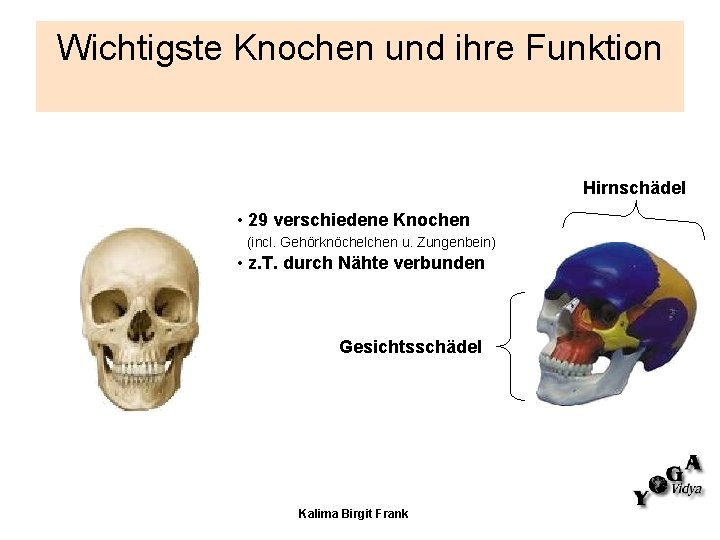 Wichtigste Knochen und ihre Funktion Hirnschädel • 29 verschiedene Knochen (incl. Gehörknöchelchen u. Zungenbein)