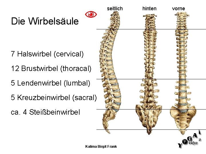 Die Wirbelsäule seitlich 7 Halswirbel (cervical) 12 Brustwirbel (thoracal) 5 Lendenwirbel (lumbal) 5 Kreuzbeinwirbel Die Wirbelsäule seitlich 7 Halswirbel (cervical) 12 Brustwirbel (thoracal) 5 Lendenwirbel (lumbal) 5 Kreuzbeinwirbel