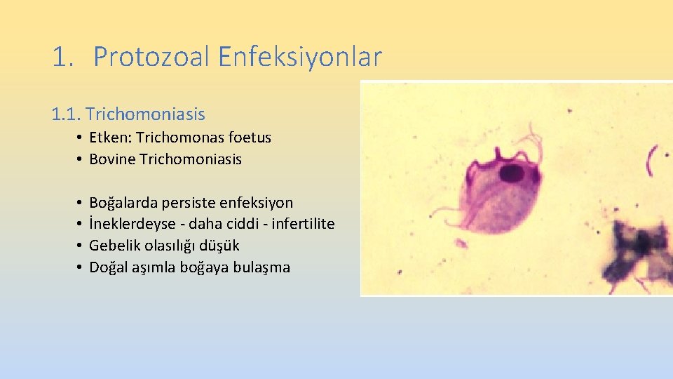 1. Protozoal Enfeksiyonlar 1. 1. Trichomoniasis • Etken: Trichomonas foetus • Bovine Trichomoniasis • 1. Protozoal Enfeksiyonlar 1. 1. Trichomoniasis • Etken: Trichomonas foetus • Bovine Trichomoniasis •