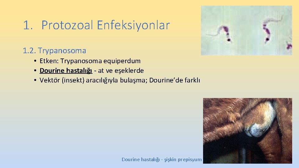 1. Protozoal Enfeksiyonlar 1. 2. Trypanosoma • Etken: Trypanosoma equiperdum • Dourine hastalığı - 1. Protozoal Enfeksiyonlar 1. 2. Trypanosoma • Etken: Trypanosoma equiperdum • Dourine hastalığı -