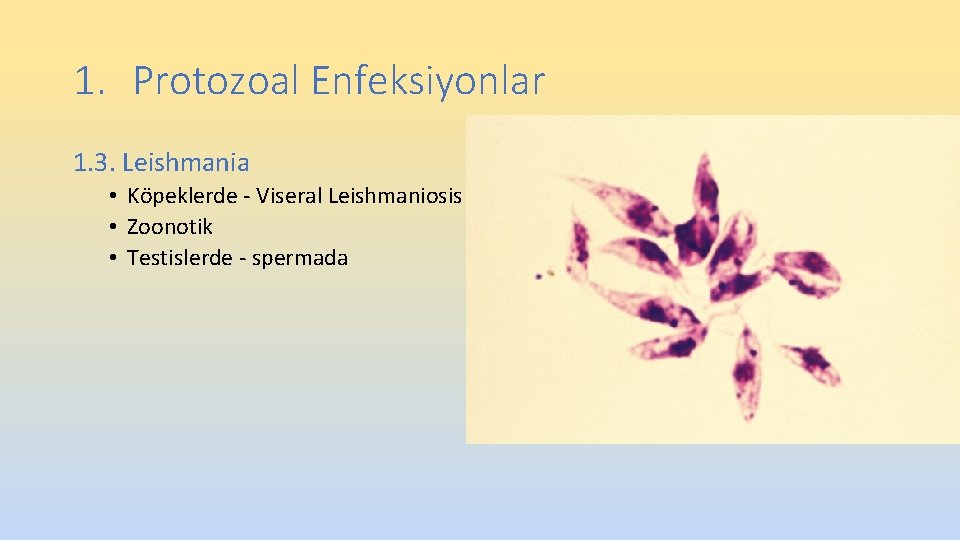 1. Protozoal Enfeksiyonlar 1. 3. Leishmania • Köpeklerde - Viseral Leishmaniosis • Zoonotik • 1. Protozoal Enfeksiyonlar 1. 3. Leishmania • Köpeklerde - Viseral Leishmaniosis • Zoonotik •
