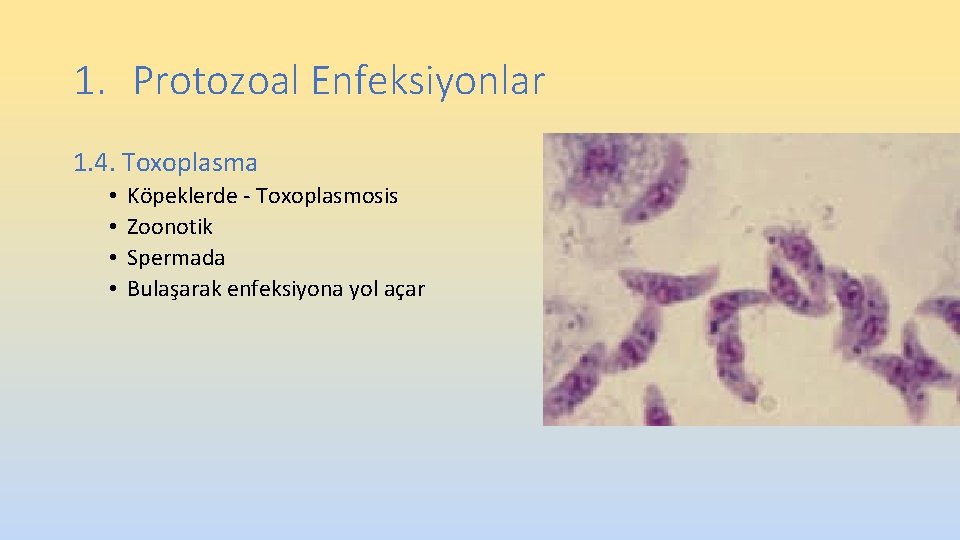1. Protozoal Enfeksiyonlar 1. 4. Toxoplasma • • Köpeklerde - Toxoplasmosis Zoonotik Spermada Bulaşarak 1. Protozoal Enfeksiyonlar 1. 4. Toxoplasma • • Köpeklerde - Toxoplasmosis Zoonotik Spermada Bulaşarak
