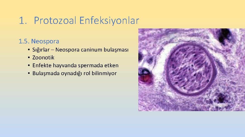 1. Protozoal Enfeksiyonlar 1. 5. Neospora • • Sığırlar – Neospora caninum bulaşması Zoonotik 1. Protozoal Enfeksiyonlar 1. 5. Neospora • • Sığırlar – Neospora caninum bulaşması Zoonotik