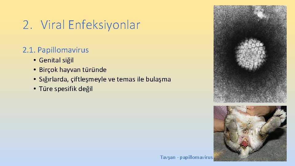 2. Viral Enfeksiyonlar 2. 1. Papillomavirus • • Genital siğil Birçok hayvan türünde Sığırlarda, 2. Viral Enfeksiyonlar 2. 1. Papillomavirus • • Genital siğil Birçok hayvan türünde Sığırlarda,