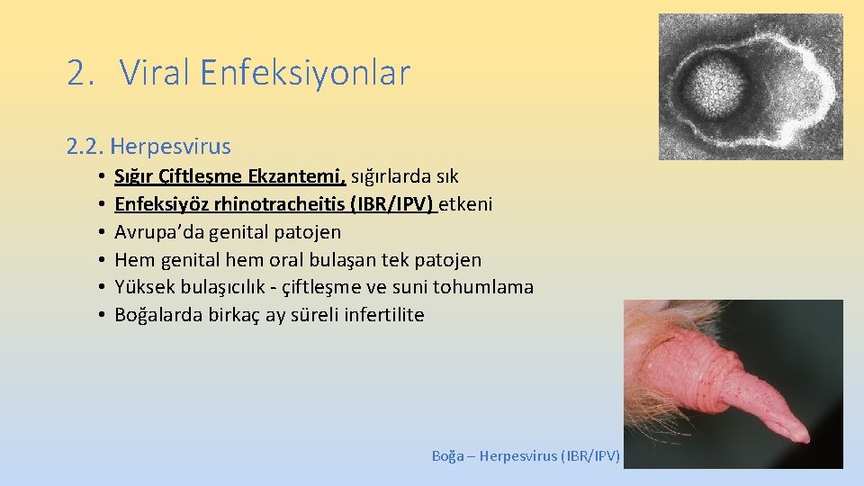 2. Viral Enfeksiyonlar 2. 2. Herpesvirus • • • Sığır Çiftleşme Ekzantemi, sığırlarda sık 2. Viral Enfeksiyonlar 2. 2. Herpesvirus • • • Sığır Çiftleşme Ekzantemi, sığırlarda sık