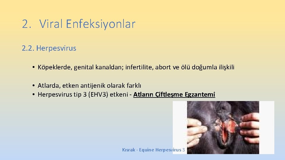 2. Viral Enfeksiyonlar 2. 2. Herpesvirus • Köpeklerde, genital kanaldan; infertilite, abort ve ölü 2. Viral Enfeksiyonlar 2. 2. Herpesvirus • Köpeklerde, genital kanaldan; infertilite, abort ve ölü
