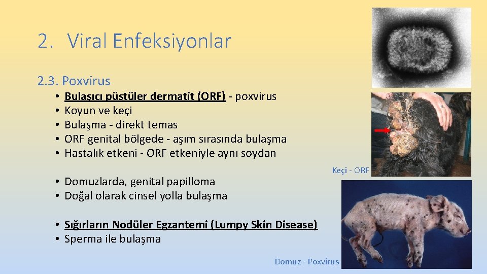 2. Viral Enfeksiyonlar 2. 3. Poxvirus • • • Bulaşıcı püstüler dermatit (ORF) - 2. Viral Enfeksiyonlar 2. 3. Poxvirus • • • Bulaşıcı püstüler dermatit (ORF) -