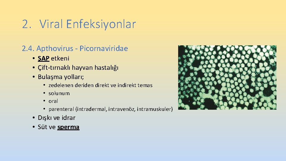 2. Viral Enfeksiyonlar 2. 4. Apthovirus - Picornaviridae • ŞAP etkeni • Çift-tırnaklı hayvan 2. Viral Enfeksiyonlar 2. 4. Apthovirus - Picornaviridae • ŞAP etkeni • Çift-tırnaklı hayvan