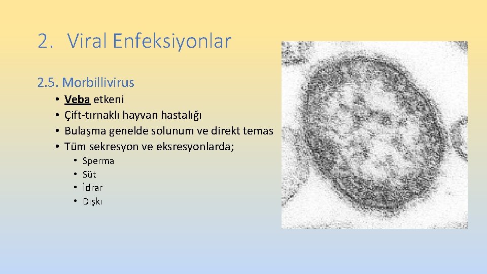 2. Viral Enfeksiyonlar 2. 5. Morbillivirus • • Veba etkeni Çift-tırnaklı hayvan hastalığı Bulaşma 2. Viral Enfeksiyonlar 2. 5. Morbillivirus • • Veba etkeni Çift-tırnaklı hayvan hastalığı Bulaşma
