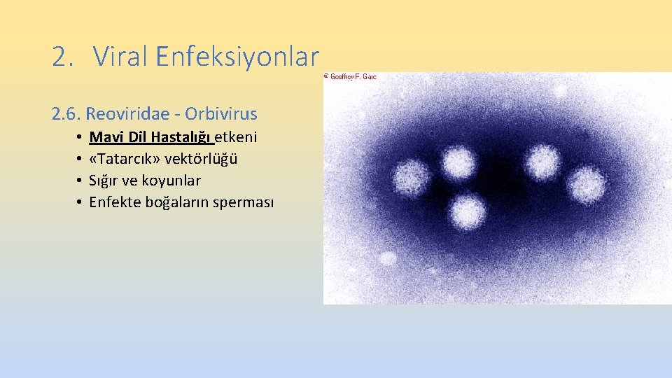 2. Viral Enfeksiyonlar 2. 6. Reoviridae - Orbivirus • • Mavi Dil Hastalığı etkeni 2. Viral Enfeksiyonlar 2. 6. Reoviridae - Orbivirus • • Mavi Dil Hastalığı etkeni