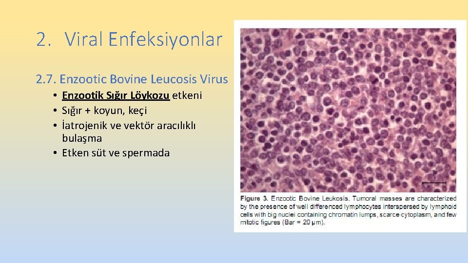 2. Viral Enfeksiyonlar 2. 7. Enzootic Bovine Leucosis Virus • Enzootik Sığır Löykozu etkeni 2. Viral Enfeksiyonlar 2. 7. Enzootic Bovine Leucosis Virus • Enzootik Sığır Löykozu etkeni