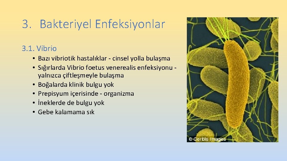 3. Bakteriyel Enfeksiyonlar 3. 1. Vibrio • Bazı vibriotik hastalıklar - cinsel yolla bulaşma 3. Bakteriyel Enfeksiyonlar 3. 1. Vibrio • Bazı vibriotik hastalıklar - cinsel yolla bulaşma