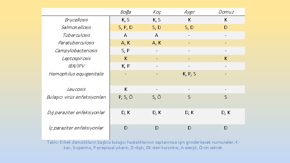 Brucellosis Salmonellosis Tuberculosis Paratuberculosis Campylobacteriosis Leptospirosis IBR/IPV Hemophilus equigenitalis Boğa Koç Aygır Domuz Brucellosis Salmonellosis Tuberculosis Paratuberculosis Campylobacteriosis Leptospirosis IBR/IPV Hemophilus equigenitalis Boğa Koç Aygır Domuz