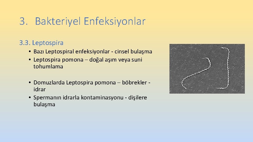 3. Bakteriyel Enfeksiyonlar 3. 3. Leptospira • Bazı Leptospiral enfeksiyonlar - cinsel bulaşma • 3. Bakteriyel Enfeksiyonlar 3. 3. Leptospira • Bazı Leptospiral enfeksiyonlar - cinsel bulaşma •