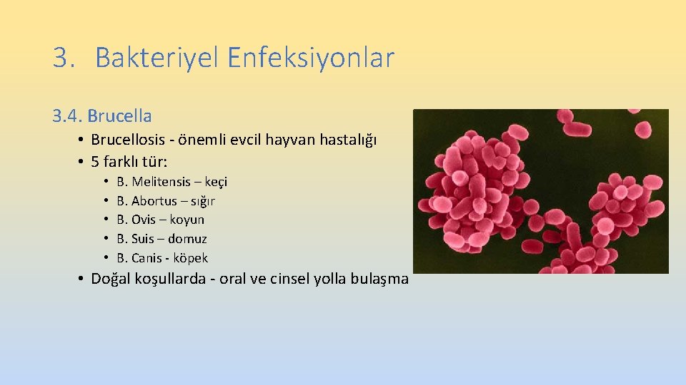 3. Bakteriyel Enfeksiyonlar 3. 4. Brucella • Brucellosis - önemli evcil hayvan hastalığı • 3. Bakteriyel Enfeksiyonlar 3. 4. Brucella • Brucellosis - önemli evcil hayvan hastalığı •