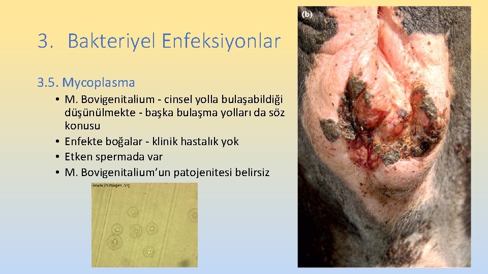 3. Bakteriyel Enfeksiyonlar 3. 5. Mycoplasma • M. Bovigenitalium - cinsel yolla bulaşabildiği düşünülmekte 3. Bakteriyel Enfeksiyonlar 3. 5. Mycoplasma • M. Bovigenitalium - cinsel yolla bulaşabildiği düşünülmekte