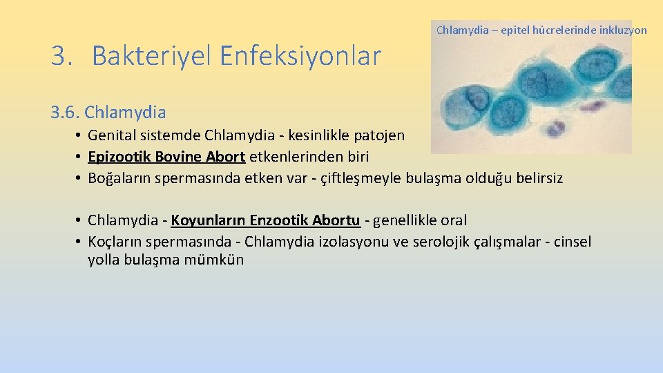 3. Bakteriyel Enfeksiyonlar Chlamydia – epitel hücrelerinde inkluzyon 3. 6. Chlamydia • Genital sistemde 3. Bakteriyel Enfeksiyonlar Chlamydia – epitel hücrelerinde inkluzyon 3. 6. Chlamydia • Genital sistemde