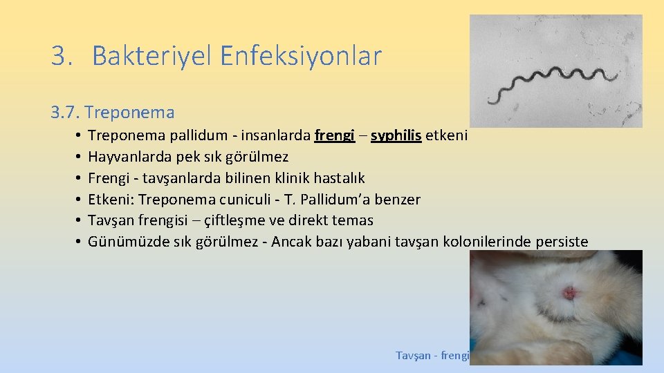 3. Bakteriyel Enfeksiyonlar 3. 7. Treponema • • • Treponema pallidum - insanlarda frengi 3. Bakteriyel Enfeksiyonlar 3. 7. Treponema • • • Treponema pallidum - insanlarda frengi