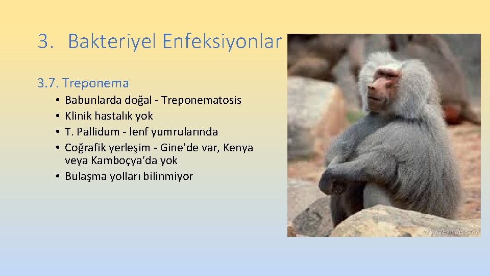 3. Bakteriyel Enfeksiyonlar 3. 7. Treponema Babunlarda doğal - Treponematosis Klinik hastalık yok T. 3. Bakteriyel Enfeksiyonlar 3. 7. Treponema Babunlarda doğal - Treponematosis Klinik hastalık yok T.