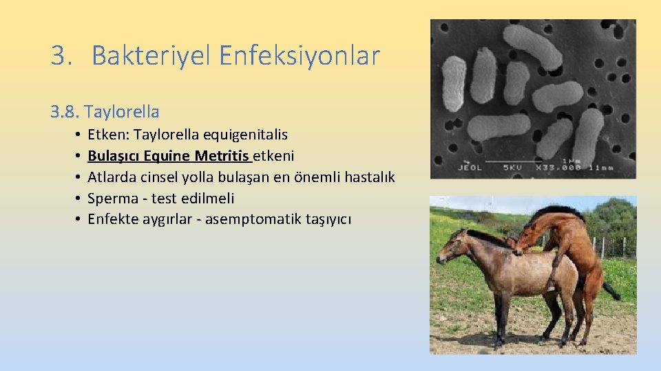 3. Bakteriyel Enfeksiyonlar 3. 8. Taylorella • • • Etken: Taylorella equigenitalis Bulaşıcı Equine 3. Bakteriyel Enfeksiyonlar 3. 8. Taylorella • • • Etken: Taylorella equigenitalis Bulaşıcı Equine