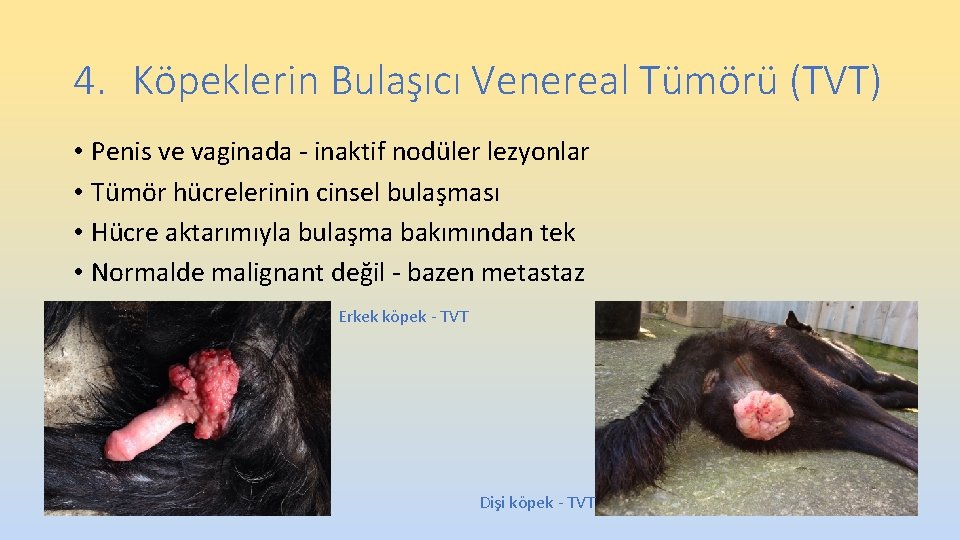4. Köpeklerin Bulaşıcı Venereal Tümörü (TVT) • Penis ve vaginada - inaktif nodüler lezyonlar 4. Köpeklerin Bulaşıcı Venereal Tümörü (TVT) • Penis ve vaginada - inaktif nodüler lezyonlar