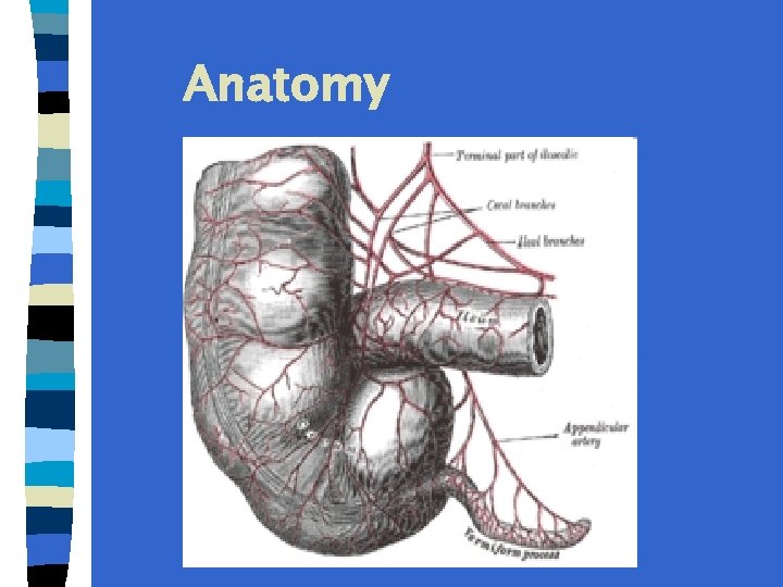 Anatomy 