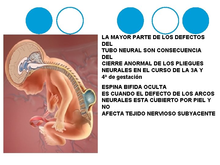 LA MAYOR PARTE DE LOS DEFECTOS DEL TUBO NEURAL SON CONSECUENCIA DEL CIERRE ANORMAL