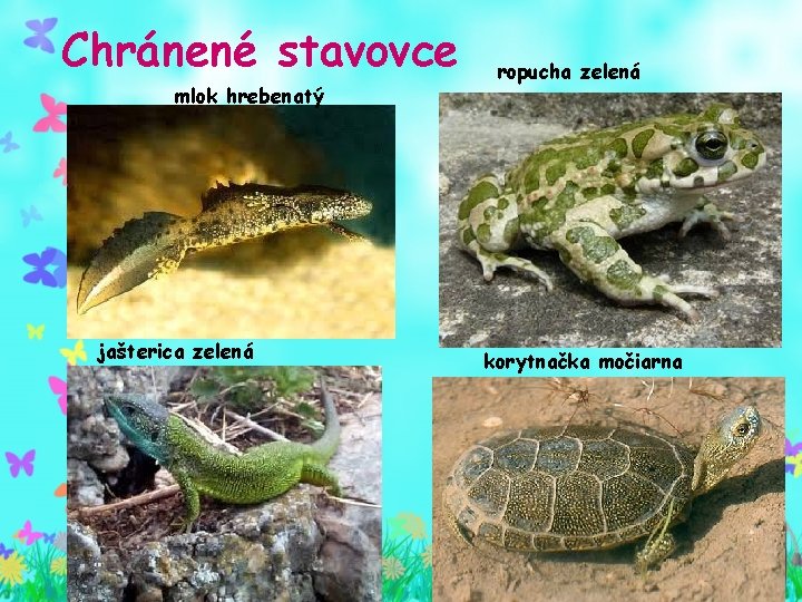 Chránené stavovce mlok hrebenatý jašterica zelená ropucha zelená korytnačka močiarna Chránené stavovce mlok hrebenatý jašterica zelená ropucha zelená korytnačka močiarna
