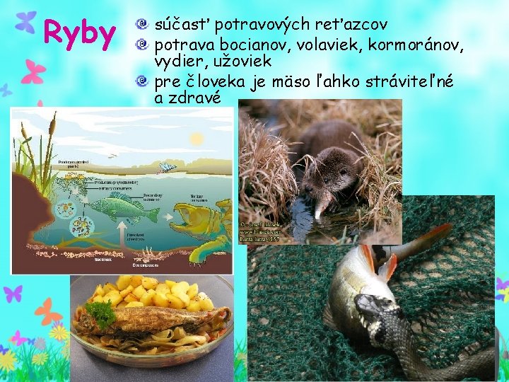 Ryby súčasť potravových reťazcov potrava bocianov, volaviek, kormoránov, vydier, užoviek pre človeka je mäso Ryby súčasť potravových reťazcov potrava bocianov, volaviek, kormoránov, vydier, užoviek pre človeka je mäso