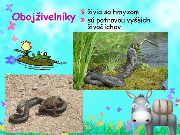 Obojživelníky živia sa hmyzom sú potravou vyšších živočíchov Obojživelníky živia sa hmyzom sú potravou vyšších živočíchov