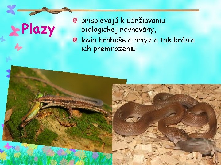 Plazy prispievajú k udržiavaniu biologickej rovnováhy, lovia hraboše a hmyz a tak bránia ich Plazy prispievajú k udržiavaniu biologickej rovnováhy, lovia hraboše a hmyz a tak bránia ich