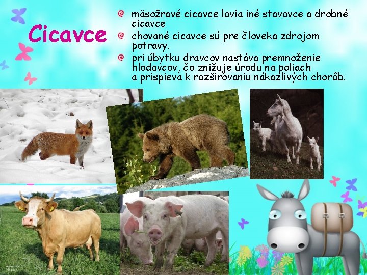 Cicavce mäsožravé cicavce lovia iné stavovce a drobné cicavce chované cicavce sú pre človeka