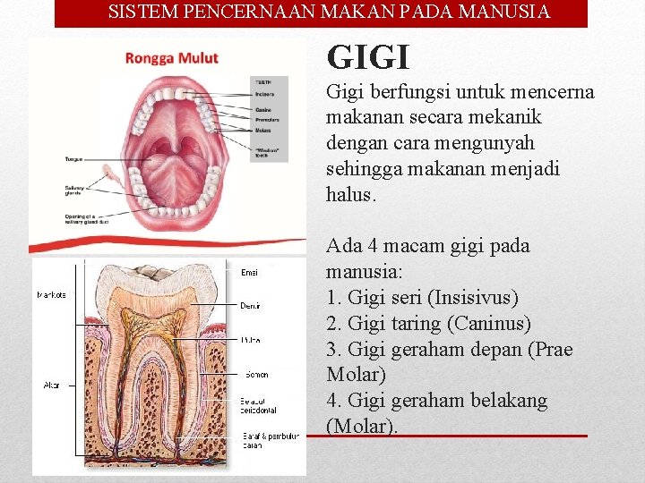  • SISTEM PENCERNAAN MAKAN PADA MANUSIA GIGI Gigi berfungsi untuk mencerna makanan secara