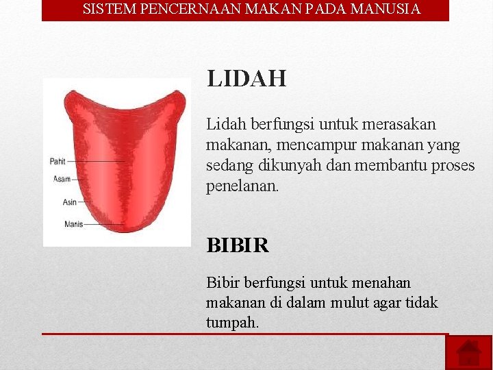  • SISTEM PENCERNAAN MAKAN PADA MANUSIA LIDAH Lidah berfungsi untuk merasakan makanan, mencampur