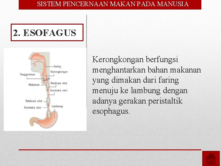  • SISTEM PENCERNAAN MAKAN PADA MANUSIA 2. ESOFAGUS Kerongkongan berfungsi menghantarkan bahan makanan