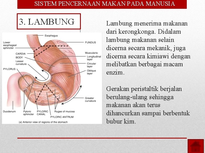  • SISTEM PENCERNAAN MAKAN PADA MANUSIA 3. LAMBUNG Lambung menerima makanan dari kerongkonga.