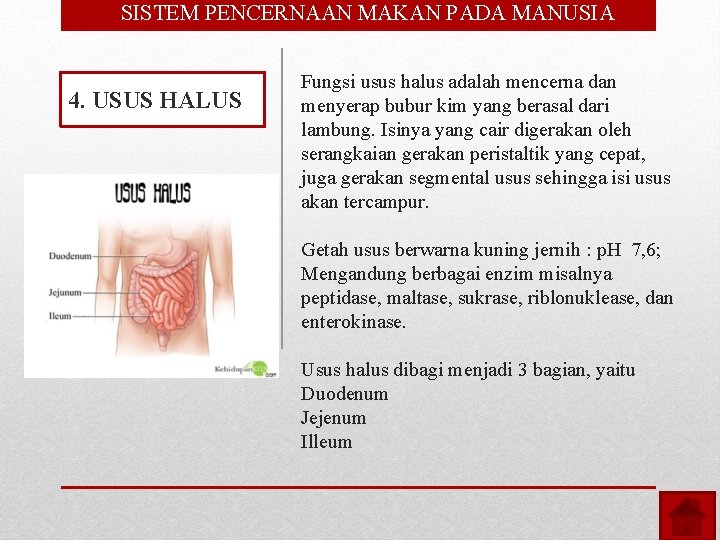  • SISTEM PENCERNAAN MAKAN PADA MANUSIA 4. USUS HALUS Fungsi usus halus adalah