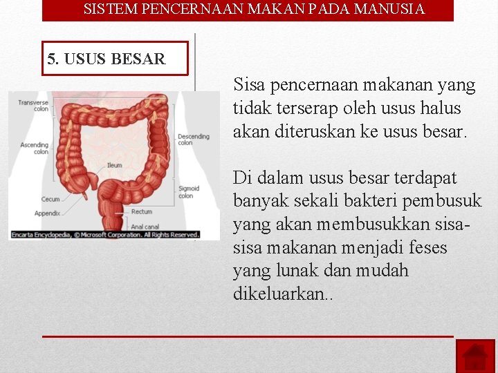  • SISTEM PENCERNAAN MAKAN PADA MANUSIA 5. USUS BESAR Sisa pencernaan makanan yang