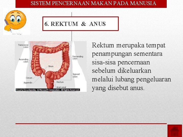  • SISTEM PENCERNAAN MAKAN PADA MANUSIA 6. REKTUM & ANUS Rektum merupaka tempat