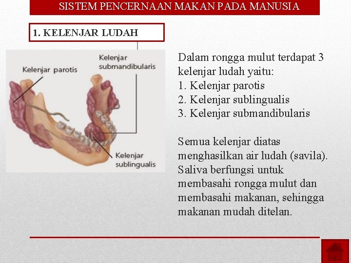  • SISTEM PENCERNAAN MAKAN PADA MANUSIA 1. KELENJAR LUDAH Dalam rongga mulut terdapat